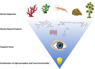 From the Sea for the Sight: Marine Derived Products for Human Vision
